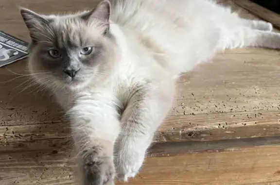 Animaux perdus Francheville, photo: Chat Birman/Siamois perdu à Francheville