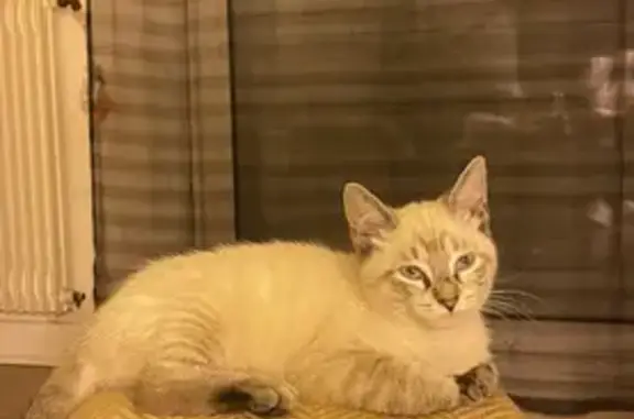 Animaux perdus , photo: Chatte beige perdue - Yeux bleus