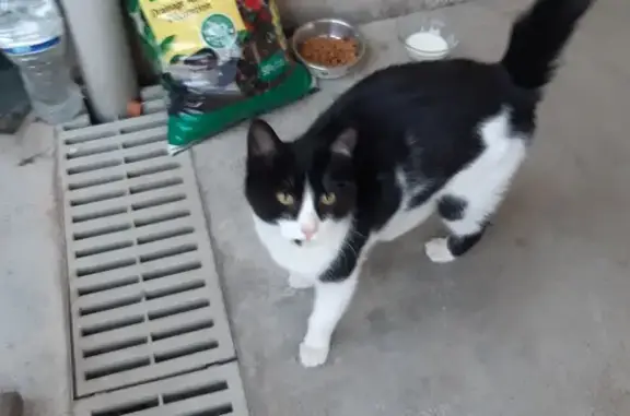 Chat trouvé Mazan, photo: Chaton noir et blanc perdu à Mazan