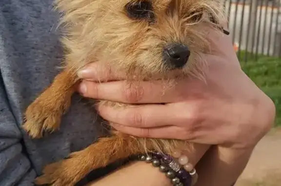 Chiot Yorkshire trouvé à Riom - photo