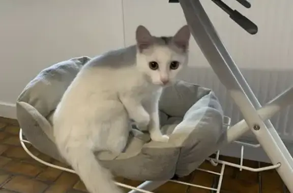 Chat perdu, Condé-sur-Vire, photo: Chatte blanche perdue - Condé