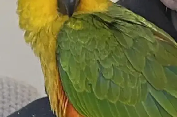 Lost Jenday Conure - Green/Yellow, Whittlesea