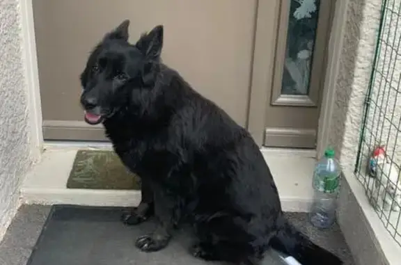 Chienne noire trouvée à Écully - photo