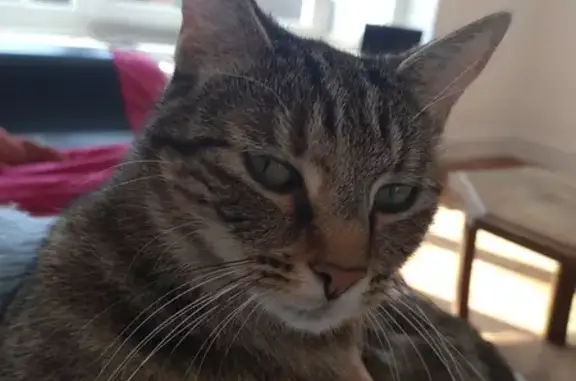 Animaux perdus Capinghem, photo: Mimi, chatte tigrée perdue