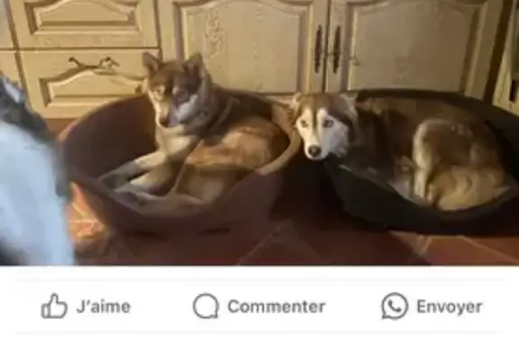 Chien perdu , photo : Alerte: Disparition de 2 Huskys