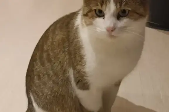 Chat trouvé , photo: Chat perdu à Valentigney retrouvé