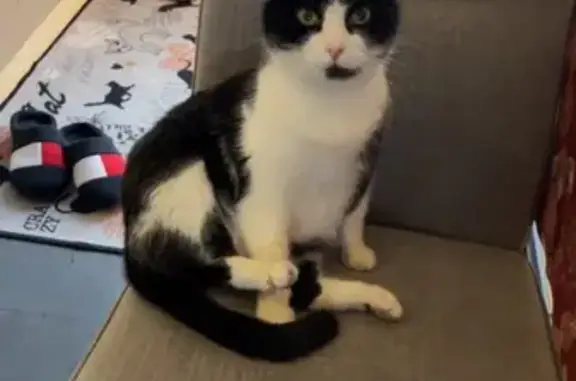 Animaux perdus Creutzwald, photo: Chat noir/blanc perdu - Urgent