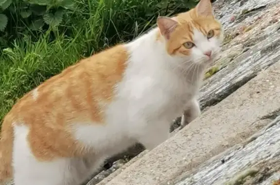Chat européen trouvé à Roanne - photo