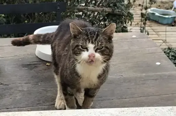 Chat tigré perdu trouvé à Charbuy - photo
