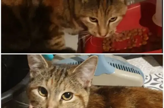 Chaton tigré trouvé à Tortefontaine - photo