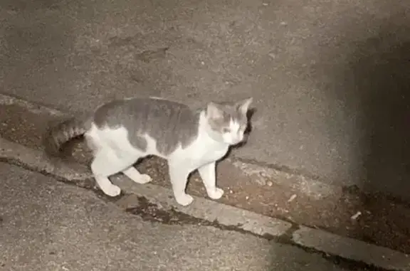 Chat bicolore trouvé à Roubaix - photo