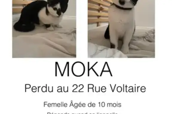 Chatte noire/blanche perdue à Narbonne - photo