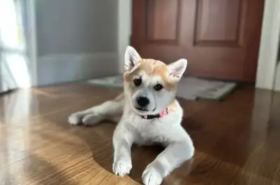 Lost pets , photo: Lost Shiba Inu in Needham - Help Find Her!