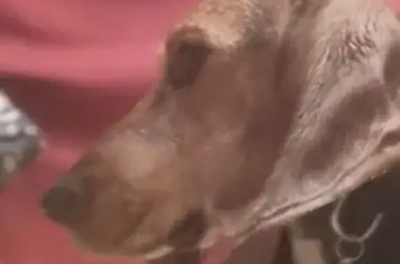 Chien perdu à Bègles retrouvé - photo