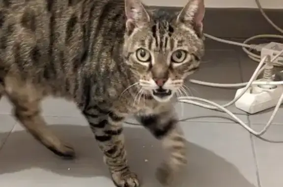 Chat tabby câlin trouvé à Ajaccio - photo