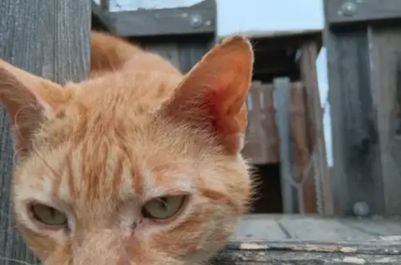 Chat perdu à Parbayse retrouvé - photo