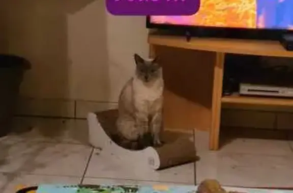 Chat perdu, , photo: Chatte perdue: Aidez-nous à la retrouver!