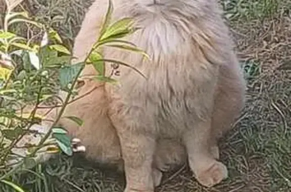 Chat perdu à Annemasse retrouvé - photo