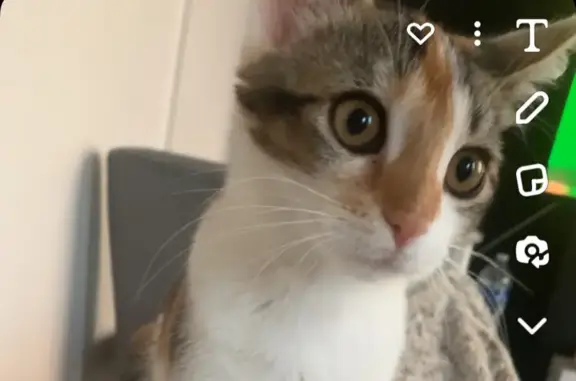 Animaux perdus Roche-la-Molière, photo: Chatte tricolore perdue à Roche