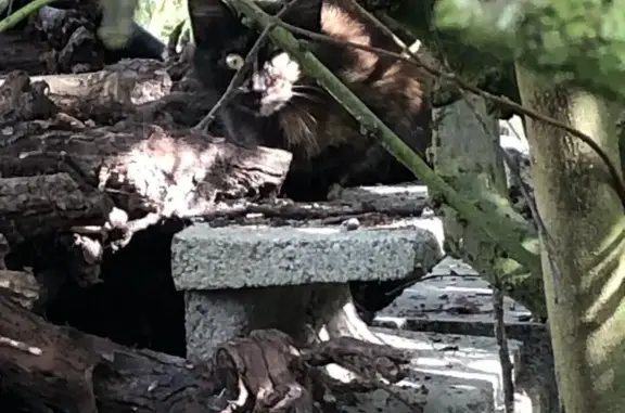 Chatte perdue à Pont-Saint-Martin - photo