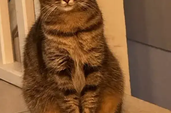 Animaux perdus Saintes, photo: Chatte grise tigrée perdue à Saintes