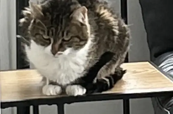 Animaux perdus Corbeil-Essonnes, photo: Chatte épileptique perdue