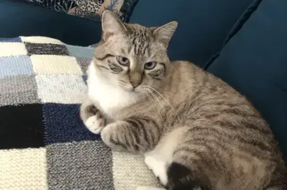 Animaux perdus Verrières, photo: Avis de recherche: Nitch, chat perdu
