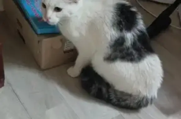 Chat trouvé et sécurisé à L'Arbresle - photo