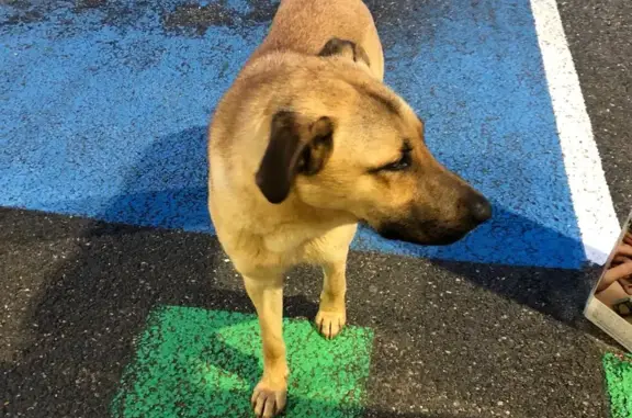 Chien jaune perdu à Vézenobres - photo
