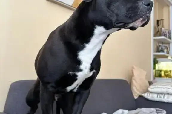 Trouvée: Petite chienne Drancy - photo