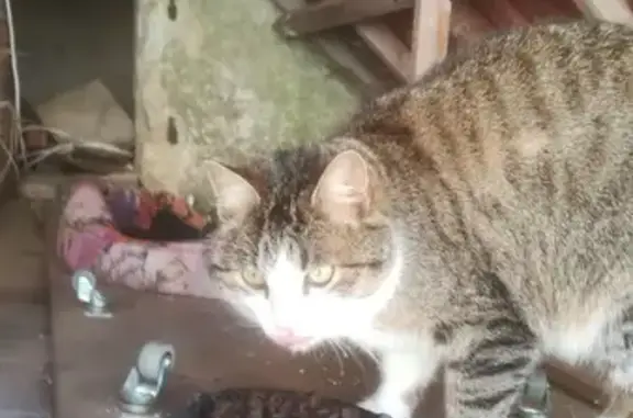 Chat câlin trouvé à Villefroide - photo