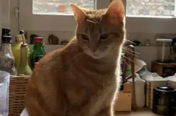 Animaux perdus Paris, photo: Chatte rousse perdue à Paris 19