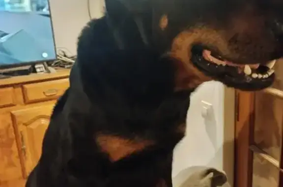 Chien perdu , photo : Alerte: Chiennes Beauceron Égarées