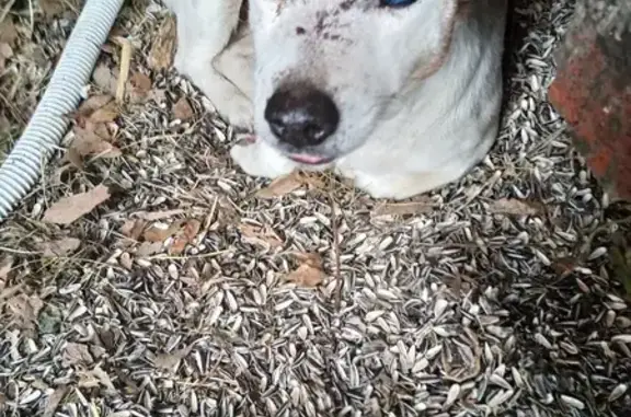 Trouvée: Jack Russel femelle SPA - photo