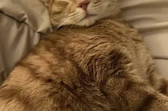 Animaux perdus Béziers, photo: Chat Horatio roux disparu à Agde