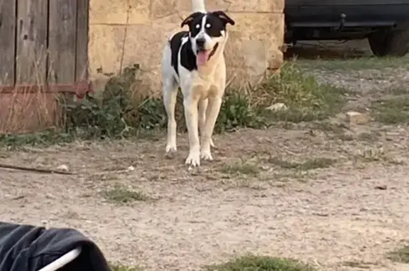 Animaux perdus , photo: Alerte: Deux Chiens Égarés