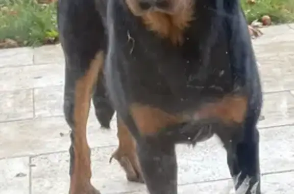 Animaux perdus Bazainville, photo: Beauceron noir perdu à Bazainville
