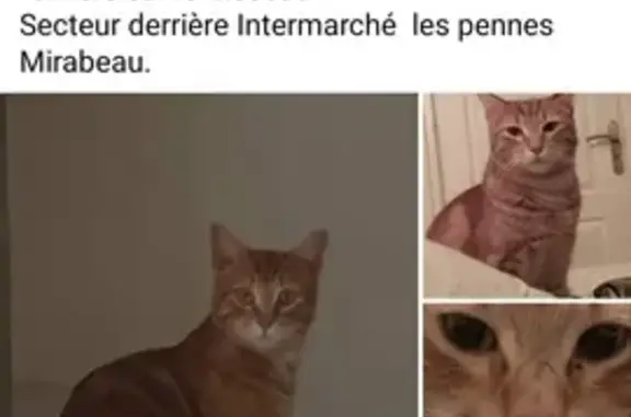 Chat perdu, Les Pennes-Mirabeau, photo: Chat roux perdu: Bébé Micoule