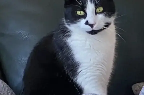 Animaux perdus Saint-Brevin-les-Pins, photo: Chat noir/blanc perdu le 24/03