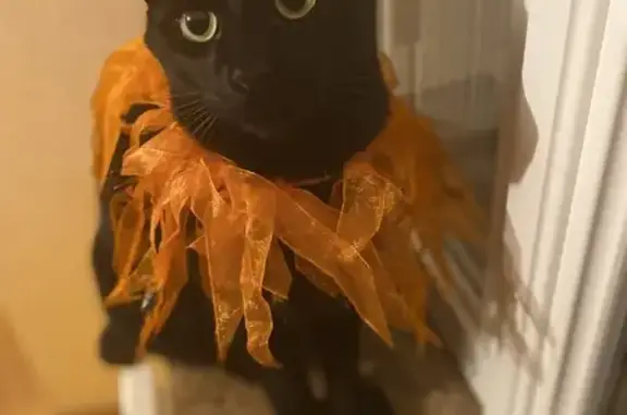 Animaux perdus Saint-Marc-le-Blanc, photo: Chat à 3 ergots perdu à La Vesquerie