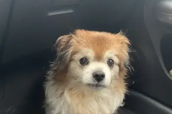 Chien croisé retrouvé à Beausoleil - photo
