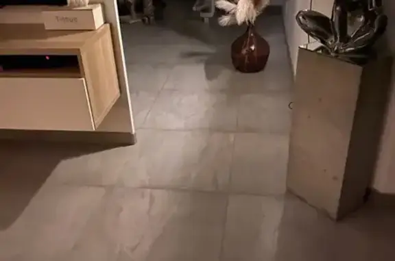 Chat tigré trouvé à Portieux - photo