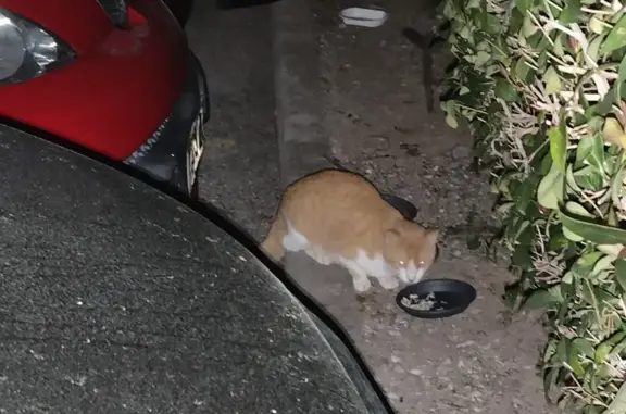 Chat roux-blanc trouvé à Nice - photo