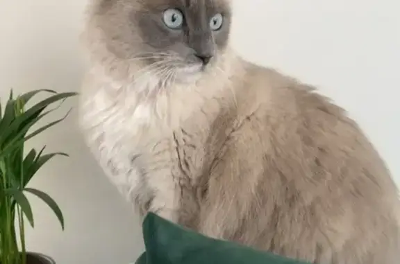 Chat perdu, , photo: Chat croisé Birmanie perdu