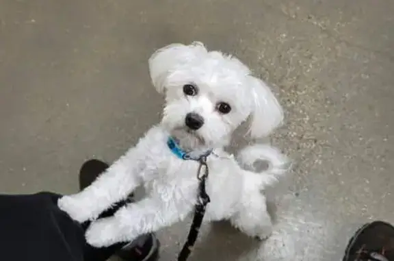 Lost Maltese: Young Male on Madison St.!