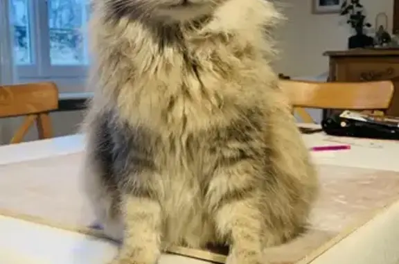 Chat perdu, Ébreuil, photo: Chat angora perdu, Ébreuil 44