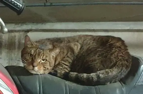Chat âgé trouvé à Porte de Choisy