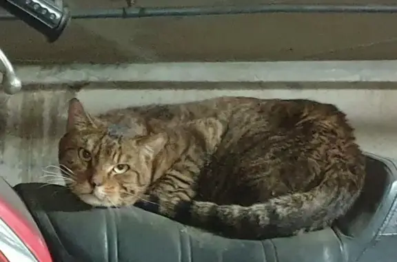 Chat âgé trouvé à Porte de Choisy - photo