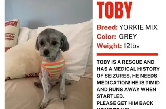 Lost Dog with Seizures - Help Find Toby!