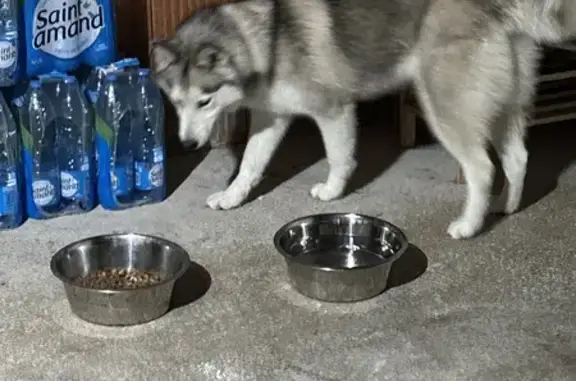 Chien trouvé , photo: Husky perdu retrouvé RN43